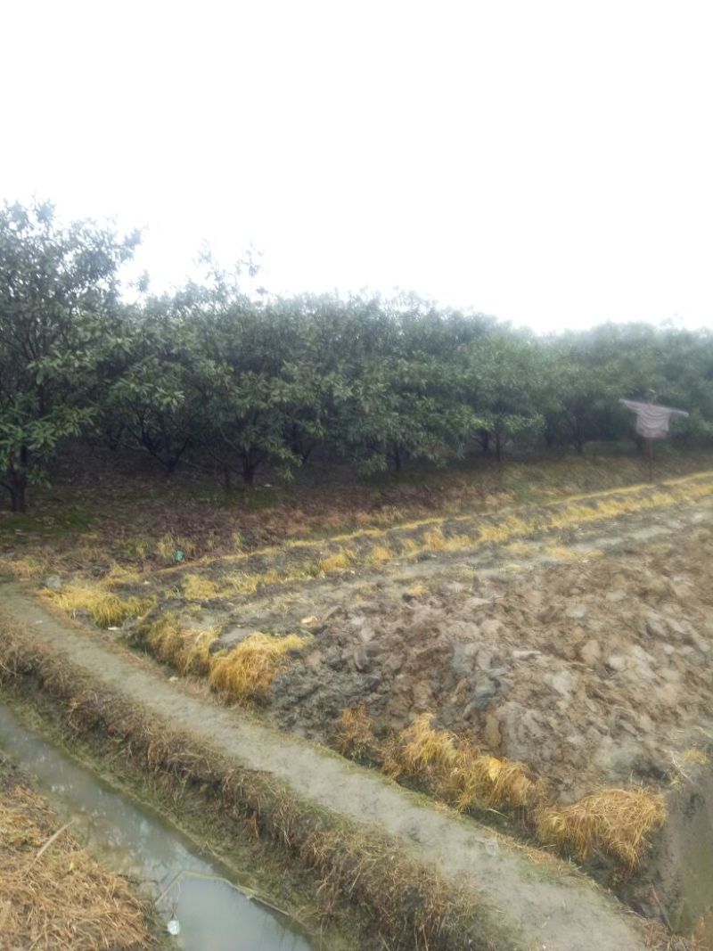 枇杷树地径12公分