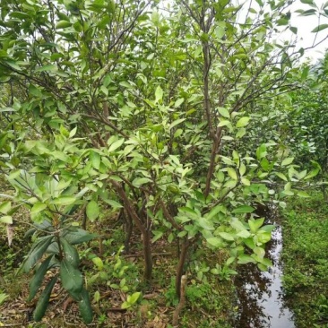 沃柑苗30~50cm