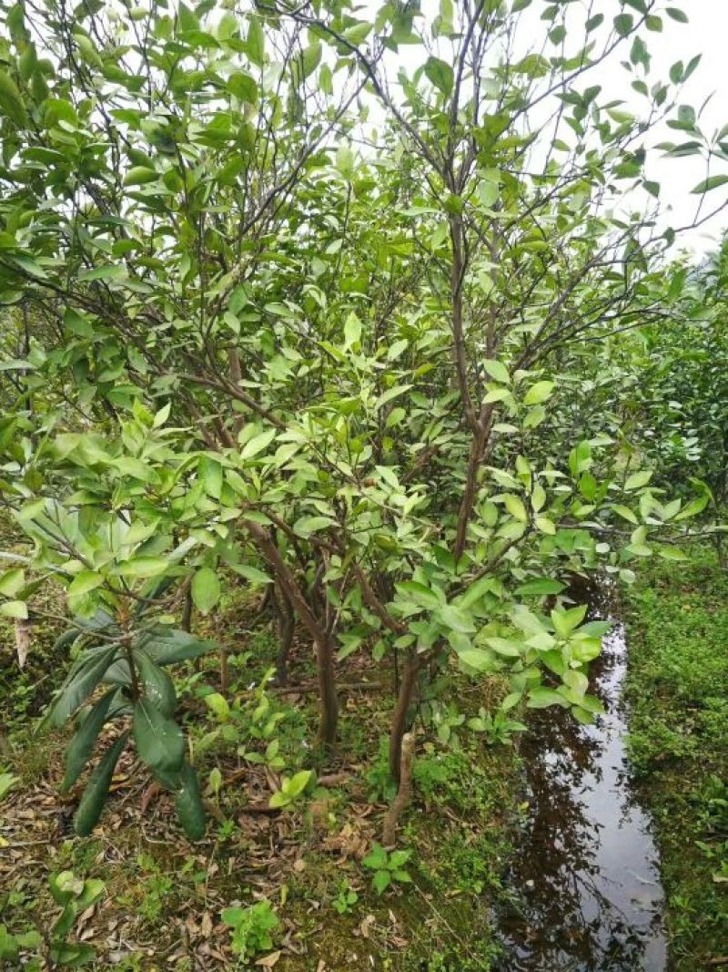 沃柑苗30~50cm