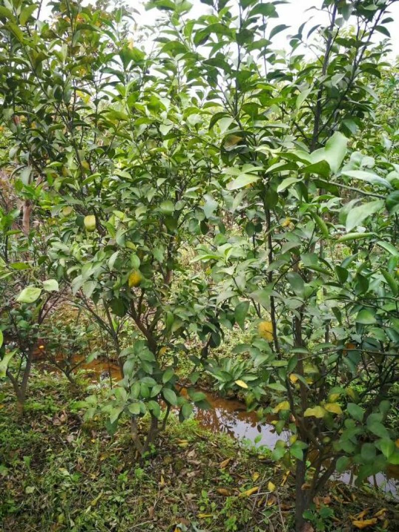 沃柑苗30~50cm
