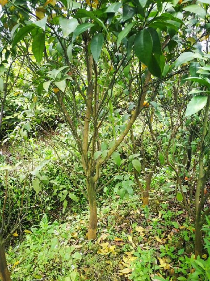 沃柑苗30~50cm