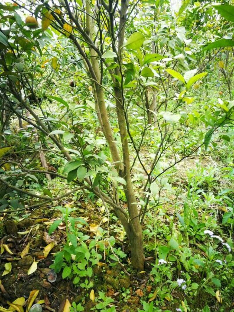 沃柑苗30~50cm