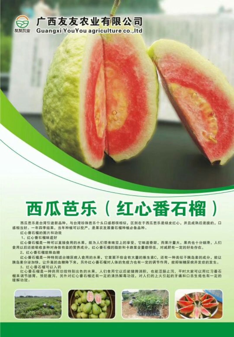 西瓜番石榴苗30~50cm