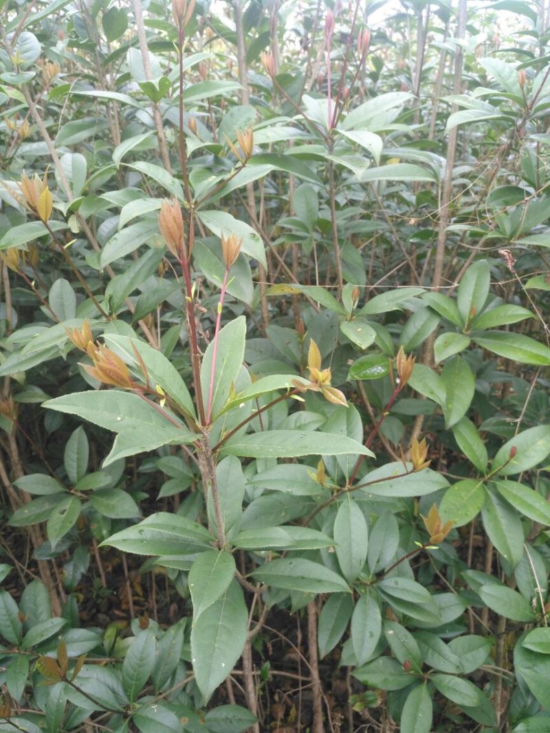 朱砂丹桂苗80cm以上