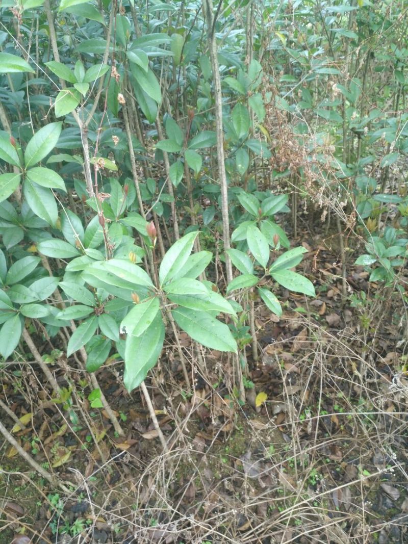 朱砂丹桂苗80cm以上