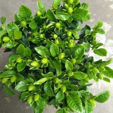 茉莉花带盆栽好