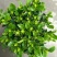 茉莉花带盆栽好
