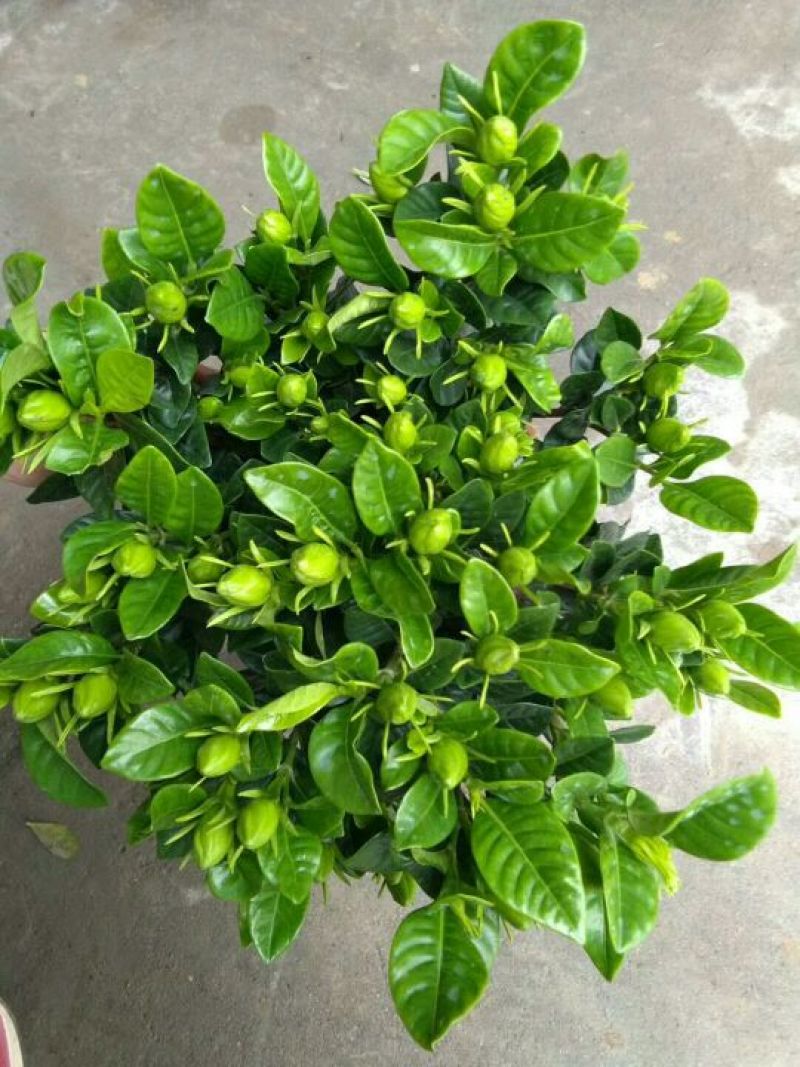 茉莉花带盆栽好