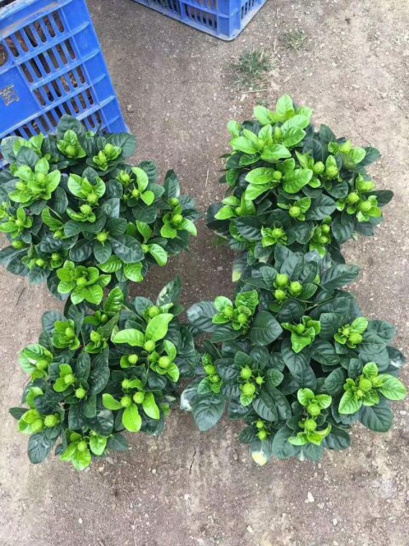 茉莉花带盆栽好