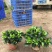 茉莉花带盆栽好