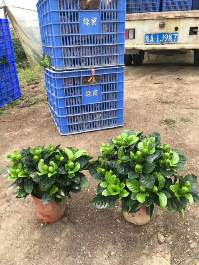 茉莉花带盆栽好