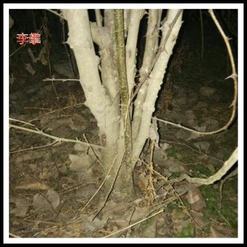 花椒树1.5~2m