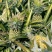 菲律宾（巴厘）菠萝1.5~2斤