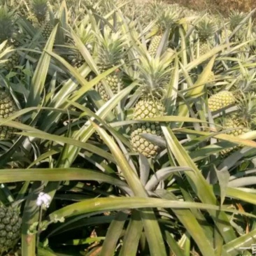 菲律宾（巴厘）菠萝1.5~2斤