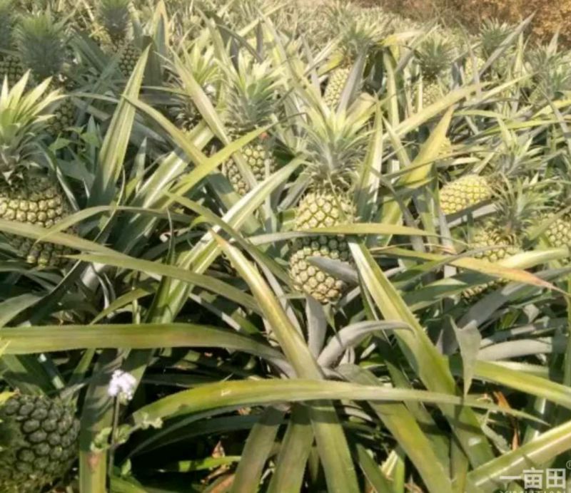 菲律宾（巴厘）菠萝1.5~2斤