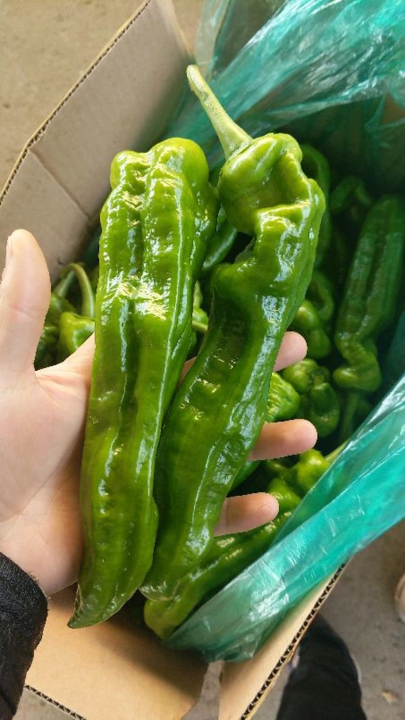 301辣椒15~20厘米颜色青微辣长二十公分以上基地直供