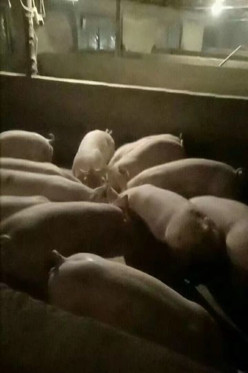三元仔猪批发山东仔猪猪苗供应提供运输