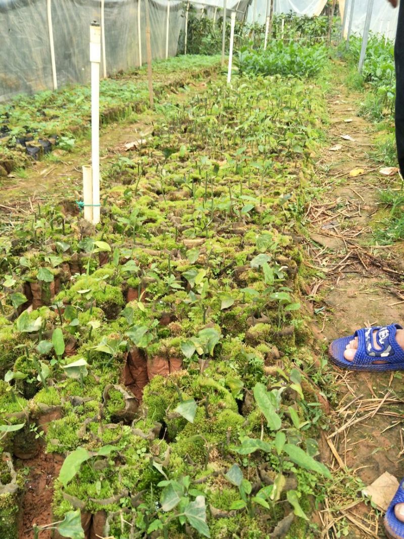 荔枝味百香果苗10~20cm
