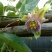 荔枝味百香果苗10~20cm