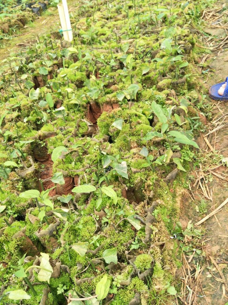 荔枝味百香果苗10~20cm