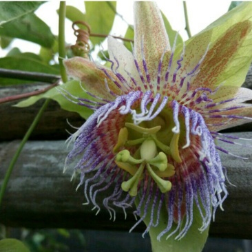 荔枝味百香果苗10~20cm