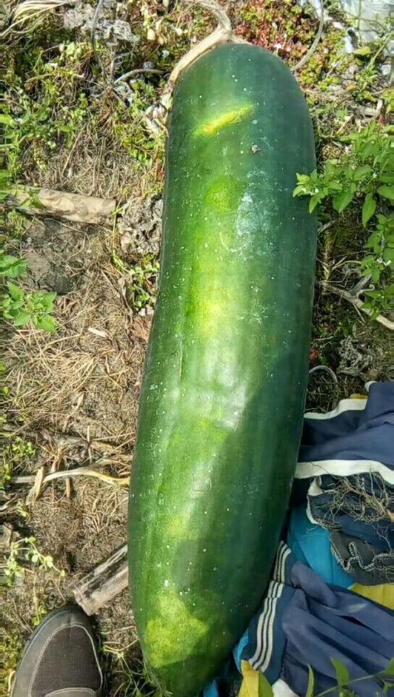 黑皮冬瓜15斤以上地冬瓜
