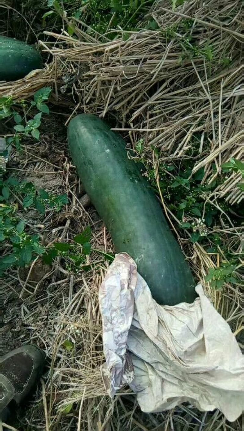 黑皮冬瓜15斤以上地冬瓜