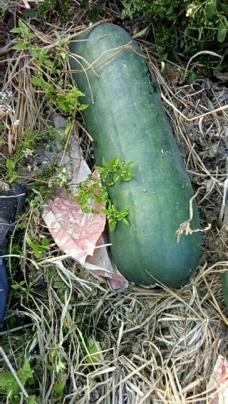 黑皮冬瓜15斤以上地冬瓜