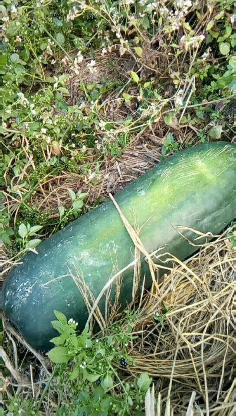 黑皮冬瓜15斤以上地冬瓜
