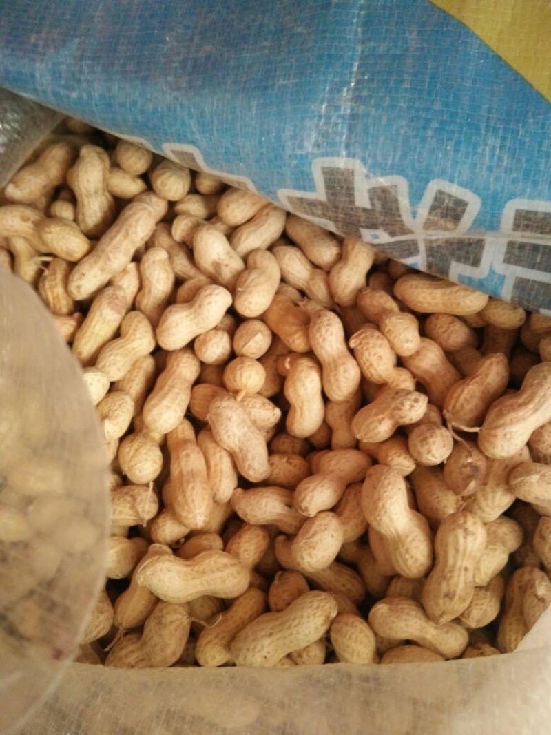 辽宁小日本花生干货带壳精选花生果炒货厂食品厂都可以用