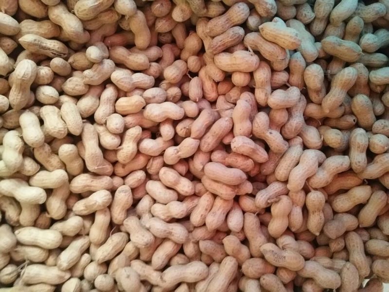 辽宁小日本花生干货带壳精选花生果炒货厂食品厂都可以用