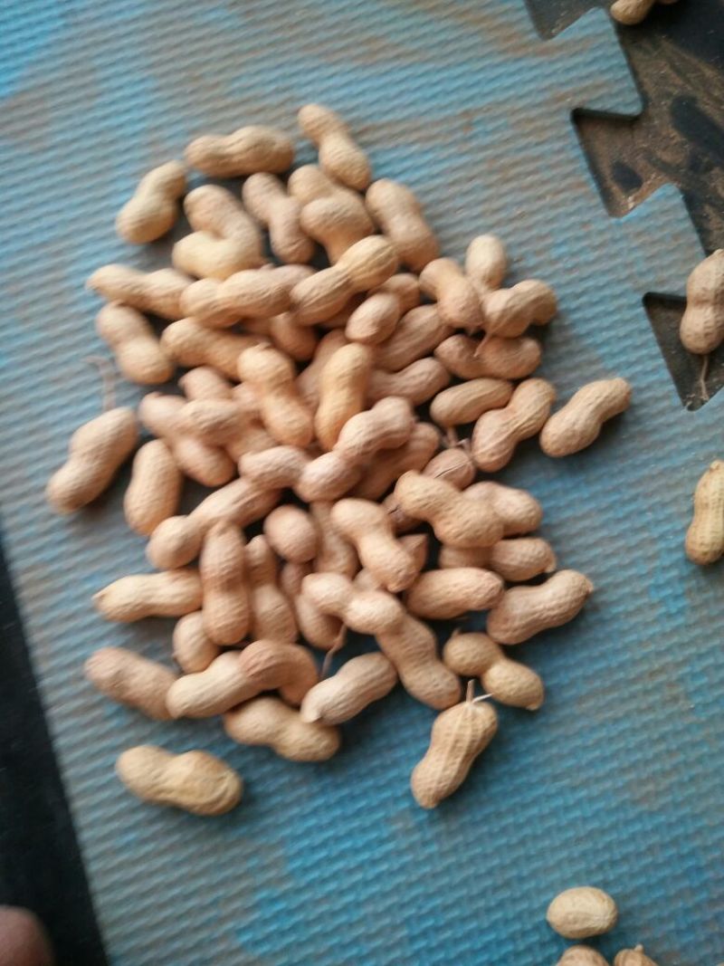 辽宁小日本花生干货带壳精选花生果炒货厂食品厂都可以用