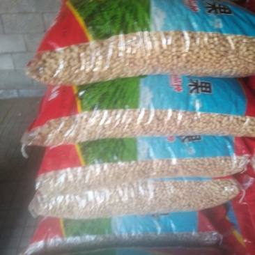 辽宁小日本花生干货带壳精选花生果炒货厂食品厂都可以用