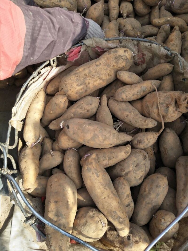 苏薯8号红薯3两以上商品薯红心
