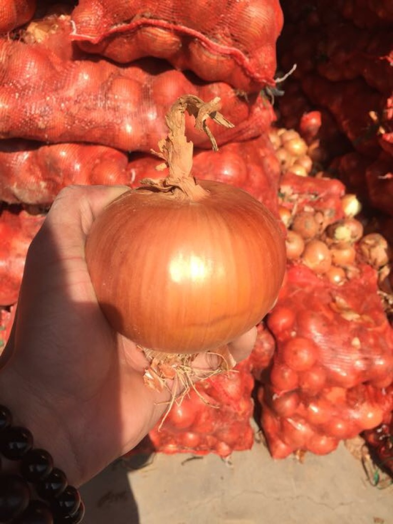 【洋葱】精品黄皮洋葱8厘米以上质量保证欢迎采购