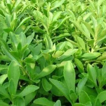 救心菜苗