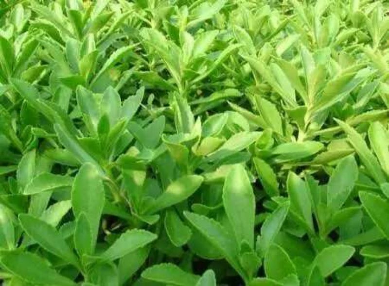 救心菜苗