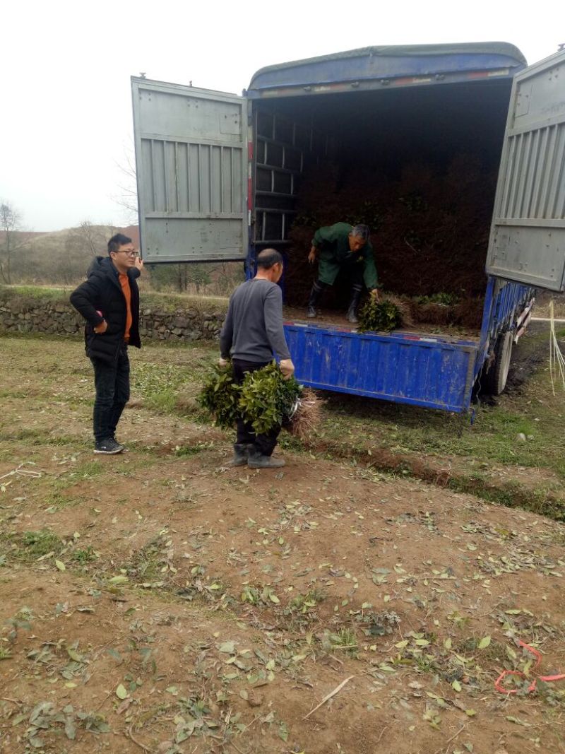 茶苗产地直供！苗好，粗壮根系发达，成活率高，欢迎新老顾客