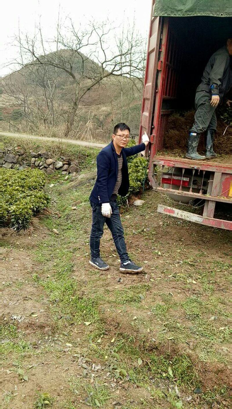 茶苗产地直供！苗好，粗壮根系发达，成活率高，欢迎新老顾客
