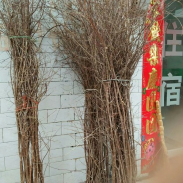 山茱萸苗山茱萸苗四年苗
