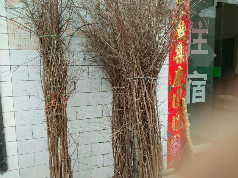 山茱萸苗山茱萸苗四年苗