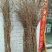 山茱萸苗山茱萸苗四年苗