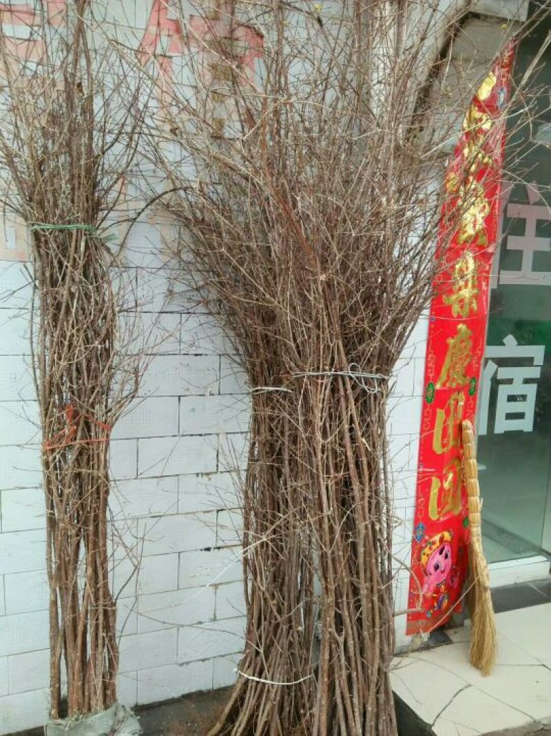 山茱萸苗山茱萸苗四年苗