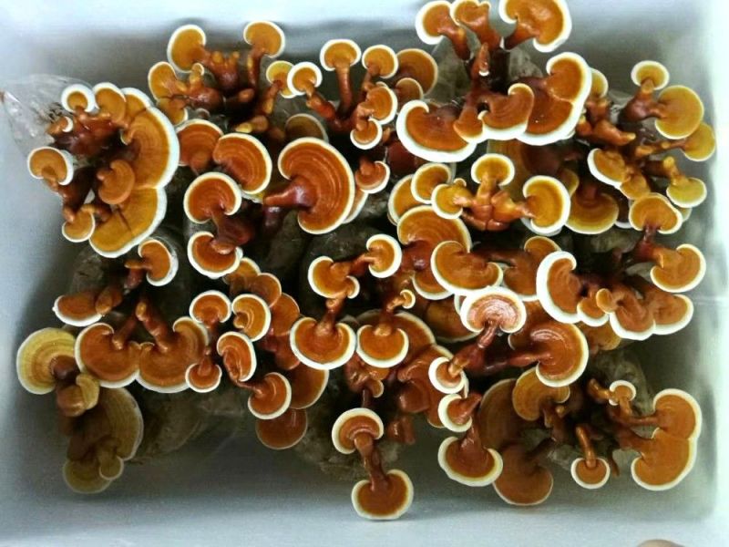 盆景灵芝菌棒食用菌菌包