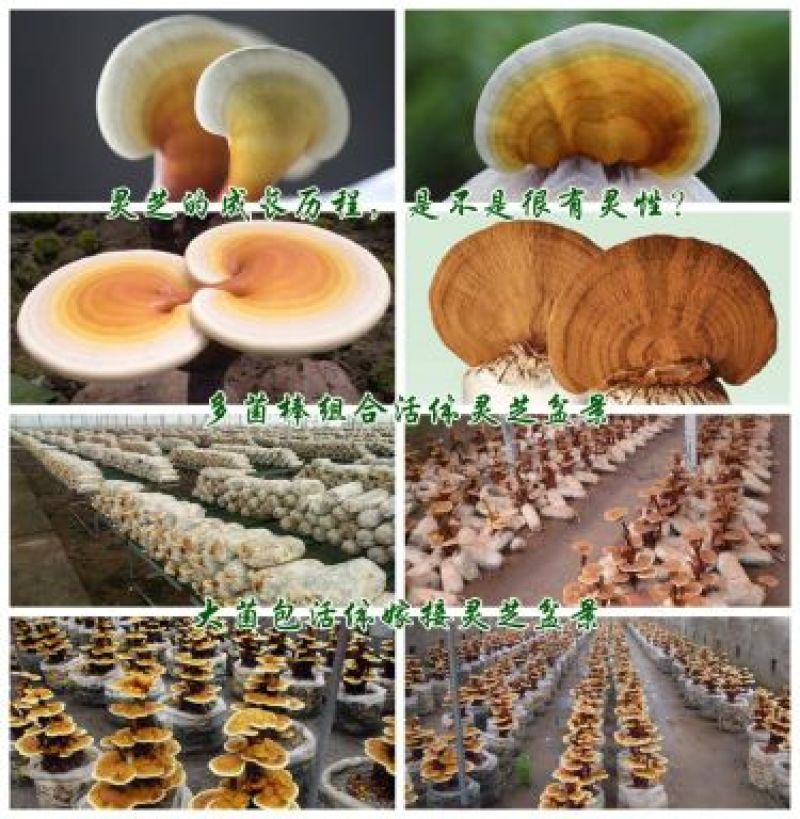 盆景灵芝菌棒食用菌菌包