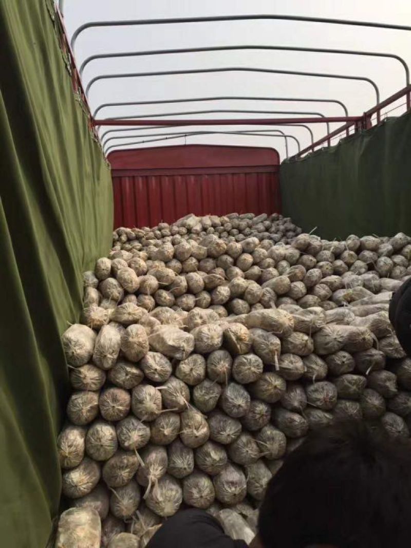 盆景灵芝菌棒食用菌菌包
