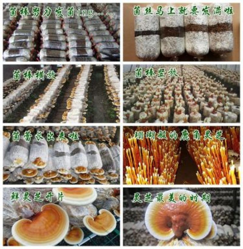 盆景灵芝菌棒食用菌菌包