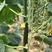 黄瓜鲜花带刺18~22公分有青亮型黑亮型干花带刺有中条