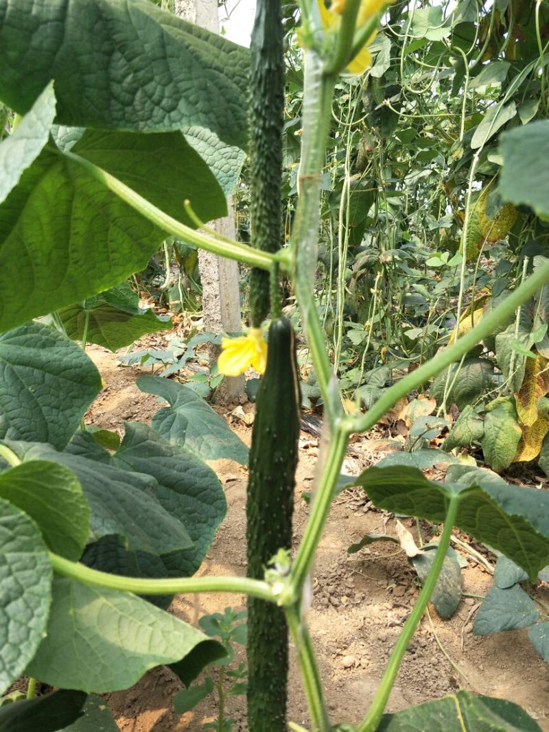 黄瓜鲜花带刺18~22公分有青亮型黑亮型干花带刺有中条
