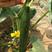 黄瓜鲜花带刺18~22公分有青亮型黑亮型干花带刺有中条